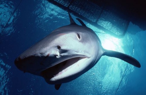 Discovery Channel’s ‘Shark Week’ 2013 Breaks 26 Years of Shark Week Viewership Records